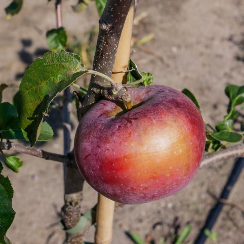 Stablo jabuke Julka, otporna na bolesti, sadnica voćke s golim korijenom, visine 70-120 cm