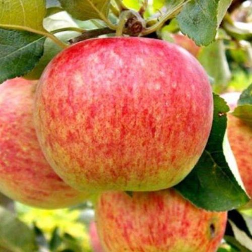 Jabuka Grafsztynek Prava sadnica s golim korijenom 70-120 cm