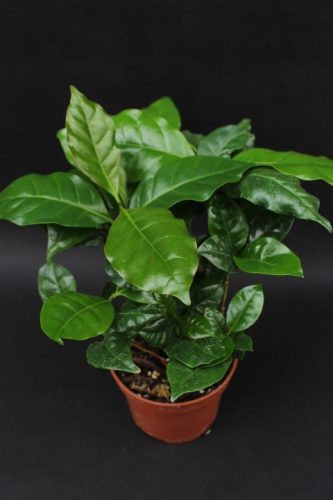 KAVA ARABIKA COFFEA ARABICA VELIKA I LIJEPA
