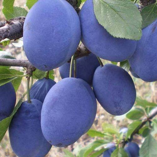 Sadnica šljive Tophit s golim korijenom 90-140 cm