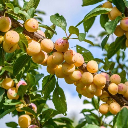 Sadnica šljive Mirabelle s golim korijenom 90-140 cm