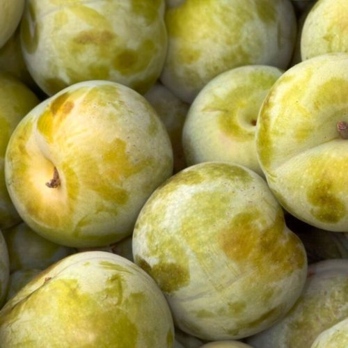 Kraljica Voćka Samooplodna