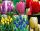 Mix tulipana Tulipani 25 velikih lukovica