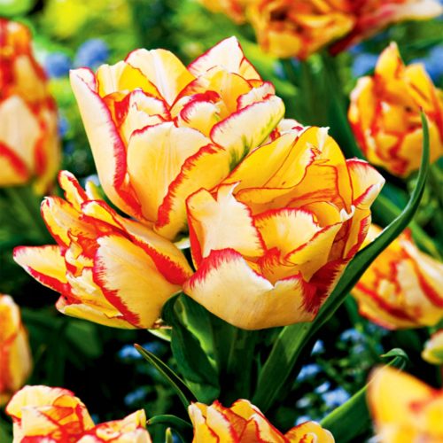 Višecvjetni Tulipan Aquilla 5 kom Tulipani lukovice tulipana HIT