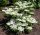 Japanska Kalina 'KILIMANDJARO' | Ova prekrasna bijela sadnica u posudi do 0,5l visoka je 15-25 cm i idealna je za vaš vrt. Viburnum plicatum 'KILIMANDJARO' je čarobna biljka koja cvjeta bijelim cvjeto