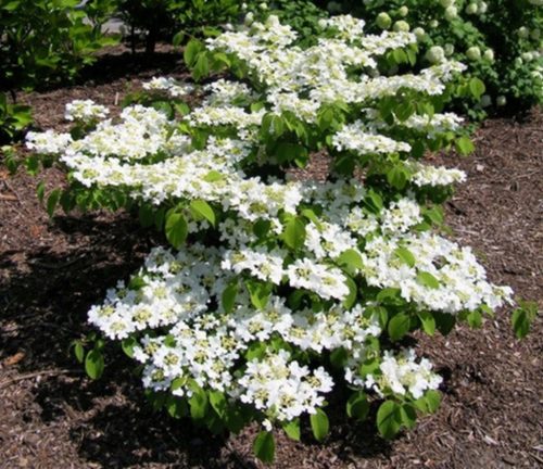 Japanska Kalina 'KILIMANDJARO' | Ova prekrasna bijela sadnica u posudi do 0,5l visoka je 15-25 cm i idealna je za vaš vrt. Viburnum plicatum 'KILIMANDJARO' je čarobna biljka koja cvjeta bijelim cvjeto