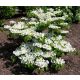 Japanska Kalina 'KILIMANDJARO' | Ova prekrasna bijela sadnica u posudi do 0,5l visoka je 15-25 cm i idealna je za vaš vrt. Viburnum plicatum 'KILIMANDJARO' je čarobna biljka koja cvjeta bijelim cvjeto