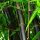 Bambus Phyllostachys nigra u posudi od 2-3l, visine 40-60 cm