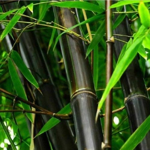 Bambus Phyllostachys nigra u posudi od 2-3l, visine 40-60 cm