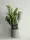 Zamijokulkas Zamiifolia 50cm ⌀14