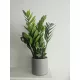 Zamijokulkas Zamiifolia 50cm ⌀14