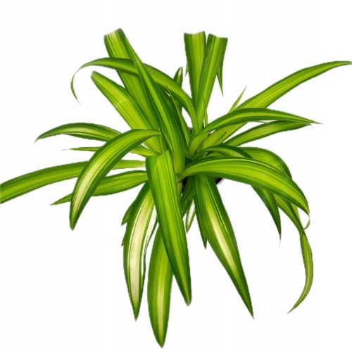 Chlorophytum 'Havajski Pauk' DØ 12 cm biljka
