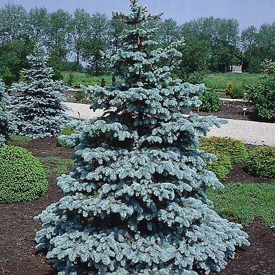 IVA SREBRNA SMREKA ZA BOŽIĆ 60-80 CM