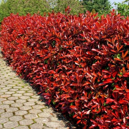 Crveni Glog Fraseri Photina, sadnica golog korijena, 40-60 cm