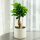 Bonsai Fikus Ginseng s bujnom krošnjom VIS. 30 cm D9 cm