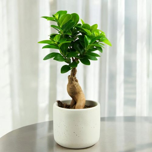 Bonsai Fikus Ginseng s bujnom krošnjom VIS. 30 cm D9 cm
