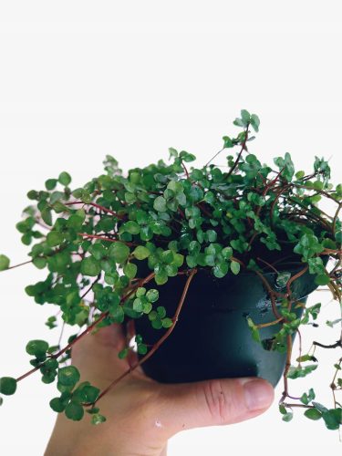 Pilea glauca 'Srebrnasta kaskada'