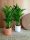 AREKA PALMA Chrysalidocarpus lutescens DYPSIS ARECA