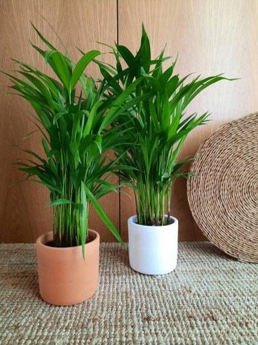 AREKA PALMA Chrysalidocarpus lutescens DYPSIS ARECA