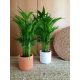 AREKA PALMA Chrysalidocarpus lutescens DYPSIS ARECA