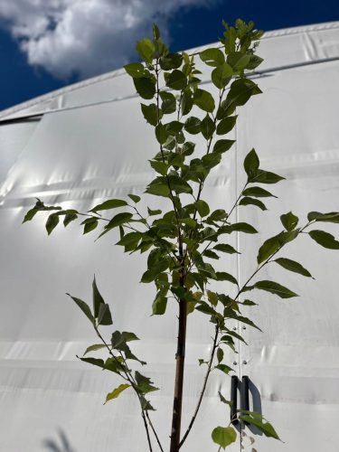 Japanska trešnja Prunus serrulata 'Kanzan'