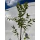 Japanska trešnja Prunus serrulata 'Kanzan'