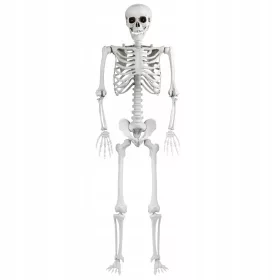  SKELETON BONEBODY 165 cm HALLOWEEN DEKORACIJA