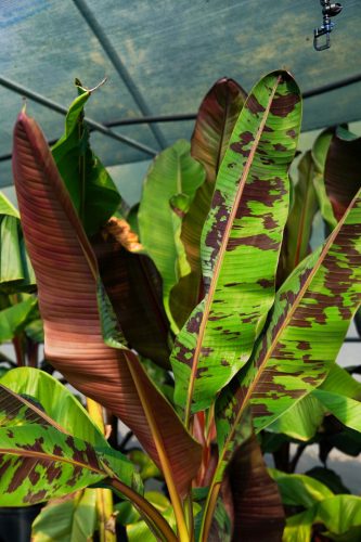 Banana Musa Sumatrana Zebrina Rojo sadnica u posudi 0,5-1l 10-20 cm