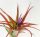 OPLĄTWA Tropska Tillandsia Brachycaulos M