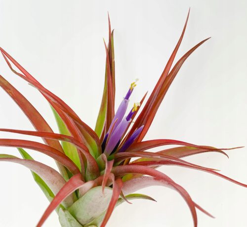 OPLĄTWA Tropska Tillandsia Brachycaulos M