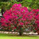 GIGANTSKI RODODENDRON NOVA ZEMBLA, RASADNIK RODODENDRON XL 35-45 CM 3LITRE