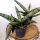 Sansevieria cylindrica Boncel - elegantni cilindrični oblik, veličina S