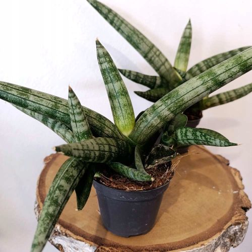 Sansevieria cylindrica Boncel - elegantni cilindrični oblik, veličina S