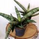 Sansevieria cylindrica Boncel - elegantni cilindrični oblik, veličina S