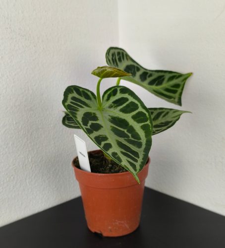 Anthurium 'Srebrni Rum'