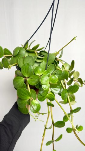Peperomia Hope XL Začarana biljka | Kolekcionarska ljepotica