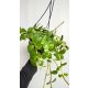 Peperomia Hope XL Začarana biljka | Kolekcionarska ljepotica