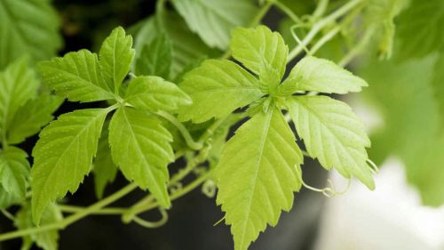 JIAOGULAN - BILJKA DUGOVJEČNOSTI - GYNOSTEMMA PENTAPHYLLUM SADNICA u P9