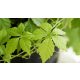 JIAOGULAN - BILJKA DUGOVJEČNOSTI - GYNOSTEMMA PENTAPHYLLUM SADNICA u P9