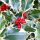 Holly 'Srebrna kraljica'