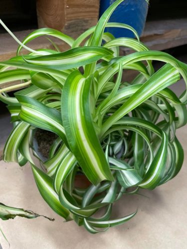 Chlorophytum 'Bonnie' Dekorativna Biljka DØ 12cm
