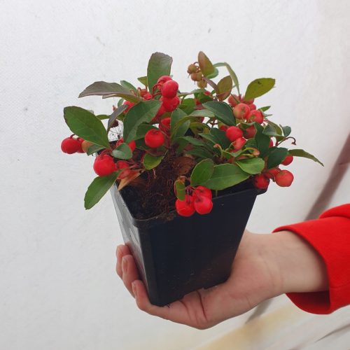 Zimzelena ukrasna grmica Big Berry 1L