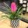 Tillandsia Cyanea Anita - Zračna biljka za moderno uređenje interijera