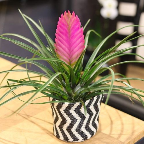 Tillandsia Cyanea Anita - Zračna biljka za moderno uređenje interijera