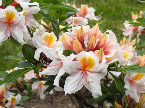Rododendroni i azaleje, raznoliki cvjetovi 'Arima'