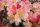 Rododendron "Percy Wiseman" | OTPORAN NA MRAZ | OBILNO CVATI