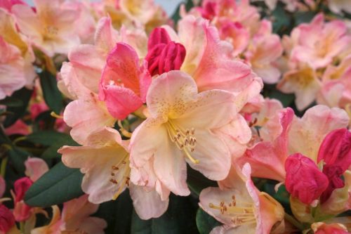 Rododendron "Percy Wiseman" | OTPORAN NA MRAZ | OBILNO CVATI