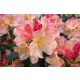 Rododendron "Percy Wiseman" | OTPORAN NA MRAZ | OBILNO CVATI