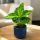 Aglaonema pictum TRICOLOR kolekcionarski GRATIS OKLOP L6cm