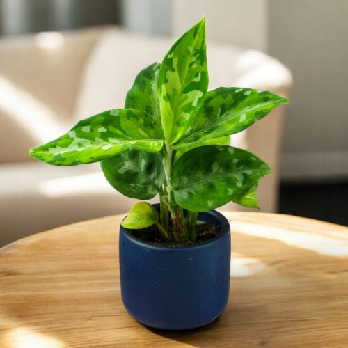 Aglaonema pictum TRICOLOR kolekcionarski GRATIS OKLOP L6cm